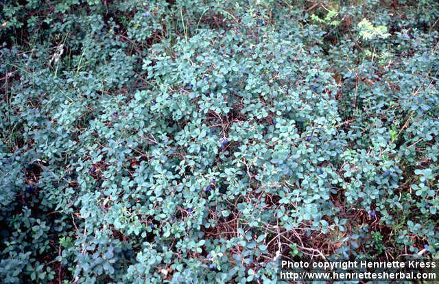 Photo: Vaccinium uliginosum 2.