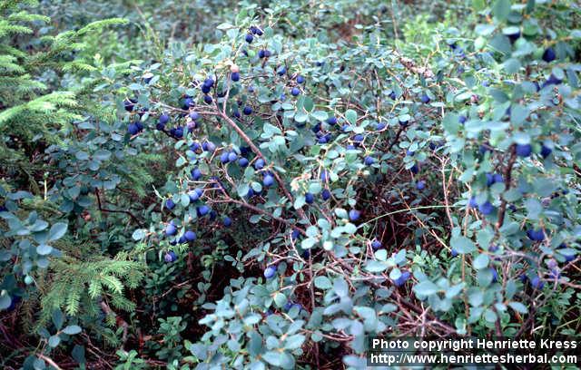 Photo: Vaccinium uliginosum 3.