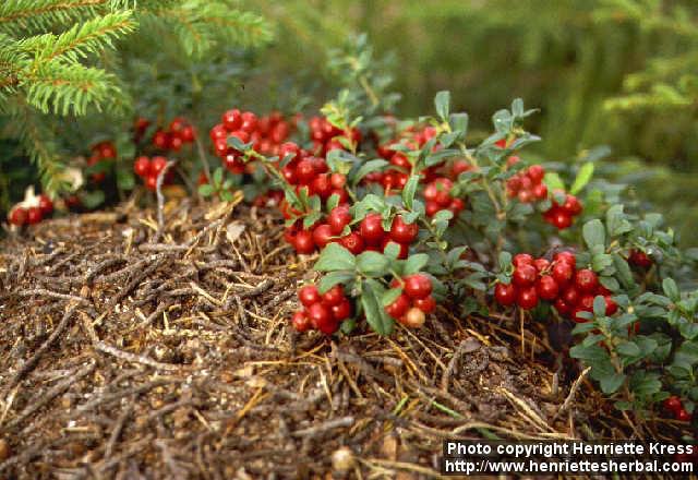 Photo: Vaccinium vitis idaea 2.