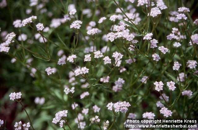 Photo: Valerianella locusta 2.