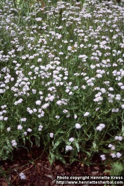 Photo: Valerianella locusta.