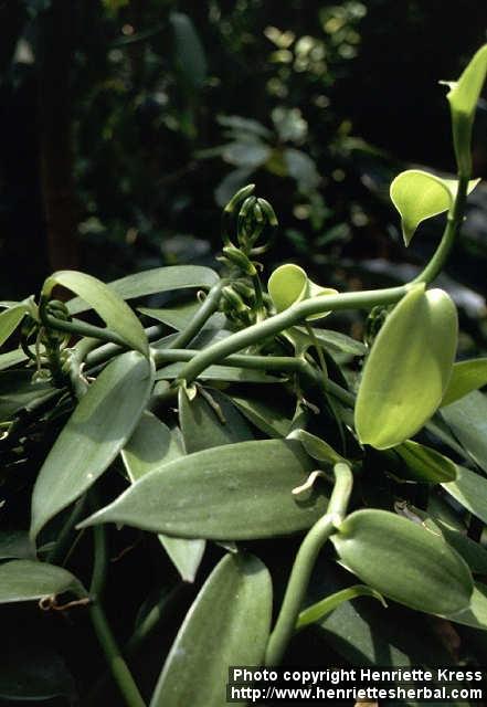 Photo: Vanilla planifolia 1.