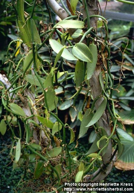 Photo: Vanilla planifolia.