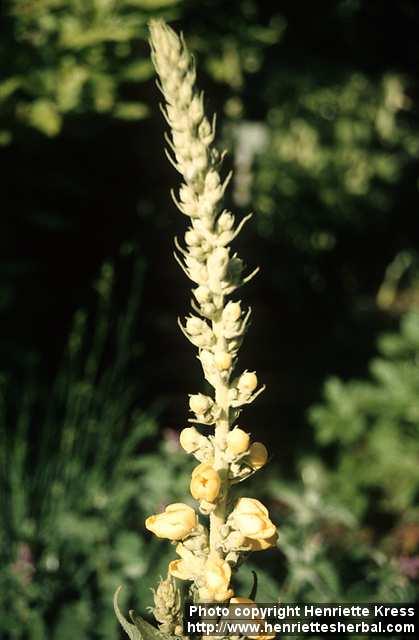 Photo: Verbascum thapsus.