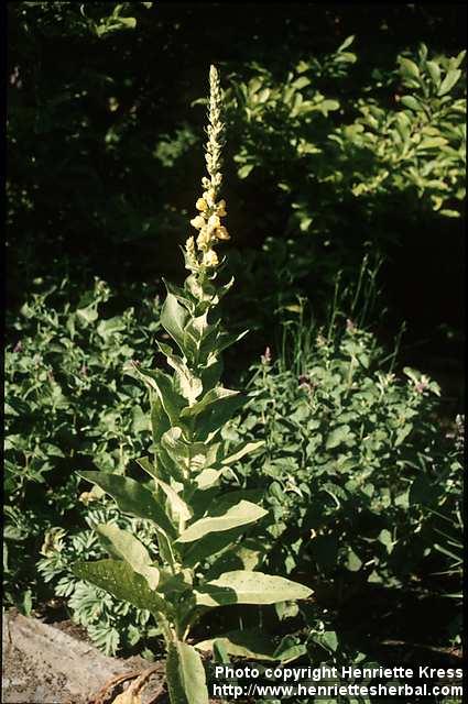 Photo: Verbascum thapsus 1.