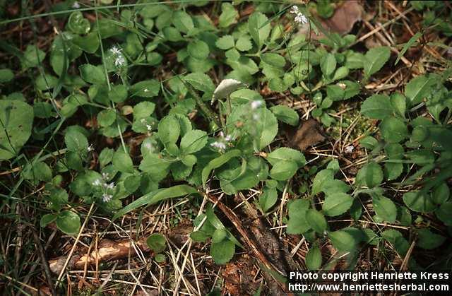 Photo: Veronica officinalis.