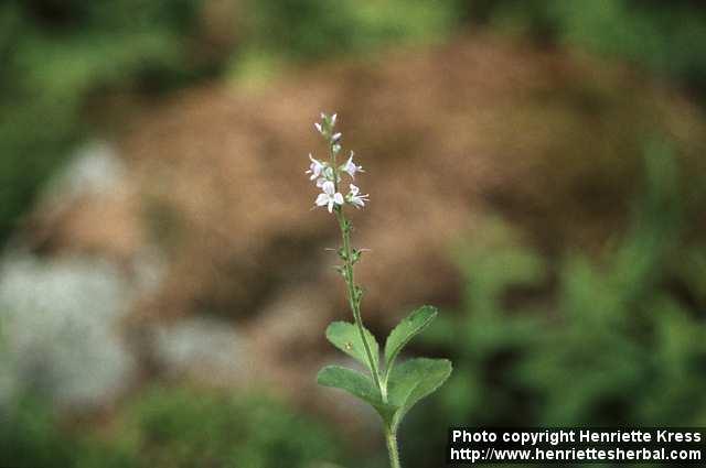 Photo: Veronica officinalis 1.