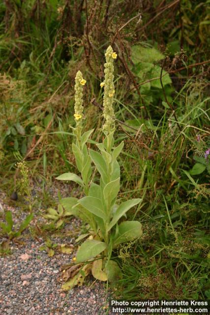 Photo: Verbascum thapsus 9.