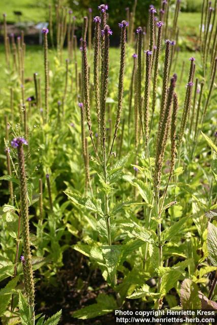 Photo: Verbena stricta.