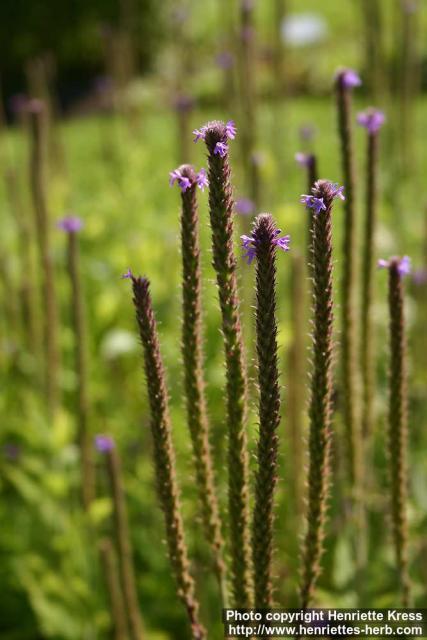 Photo: Verbena stricta 1.