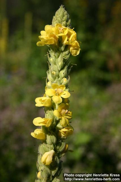 Photo: Verbascum thapsus 10.