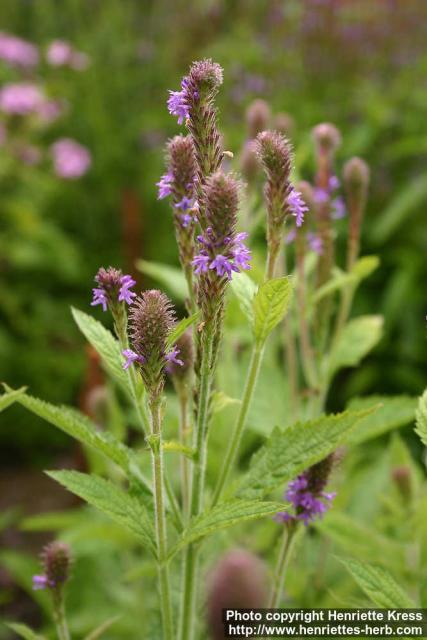 Photo: Verbena macdougalii 2.