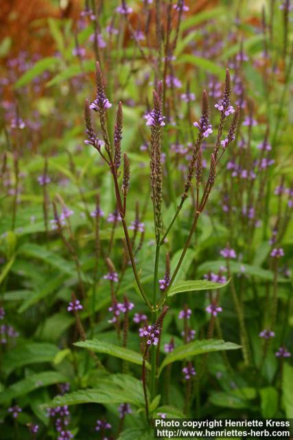 Photo: Verbena hastata 4.