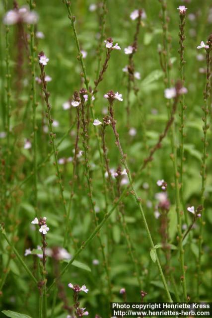 Photo: Verbena officinalis 2.