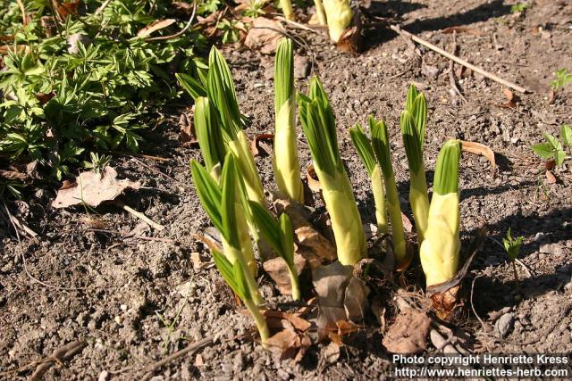 Photo: Veratrum nigrum 3.