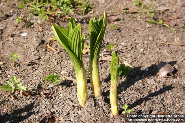 Photo: Veratrum nigrum 4.