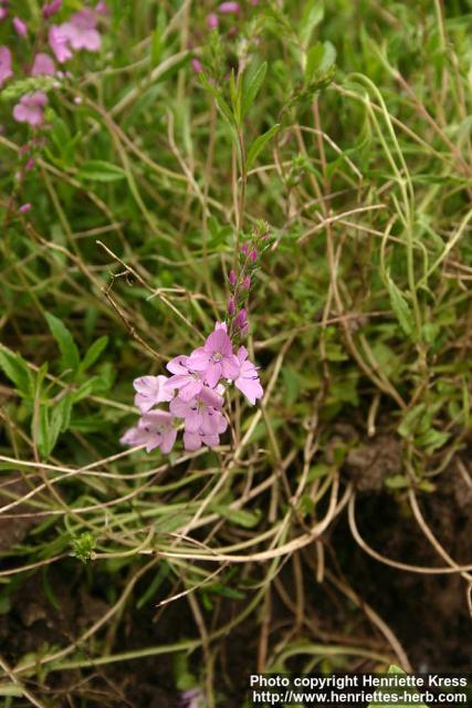 Photo: Veronica prostrata 1.