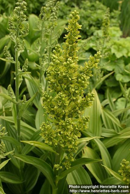 Photo: Veratrum viride.