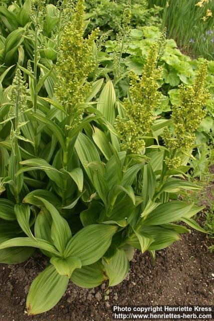 Photo: Veratrum viride 1.