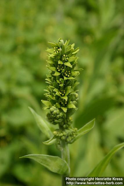 Photo: Veratrum viride 4.