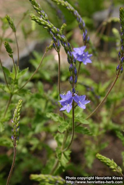 Photo: Veronica schistosa.