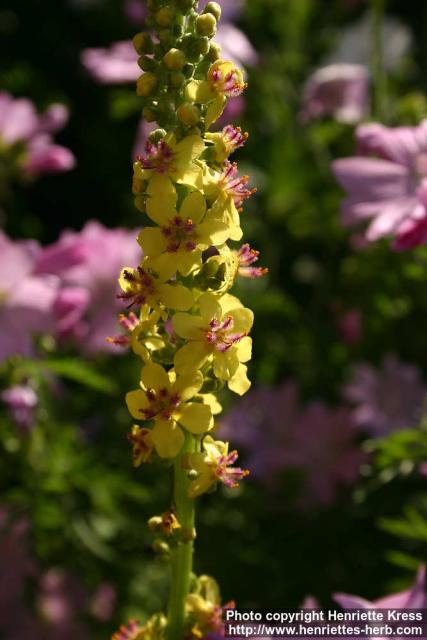 Photo: Verbascum nigrum 4.