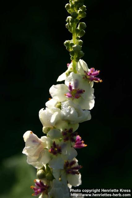 Photo: Verbascum chaixii 5.