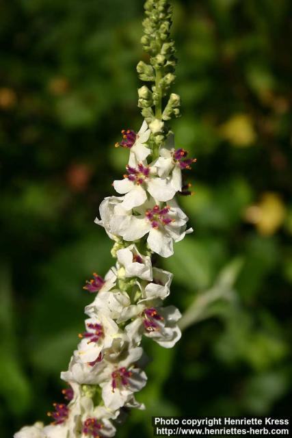 Photo: Verbascum chaixii 6.