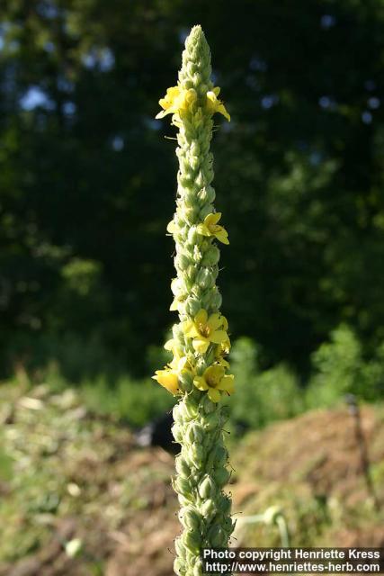 Photo: Verbascum thapsus 12.