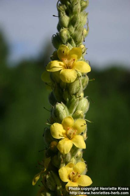 Photo: Verbascum thapsus 13.