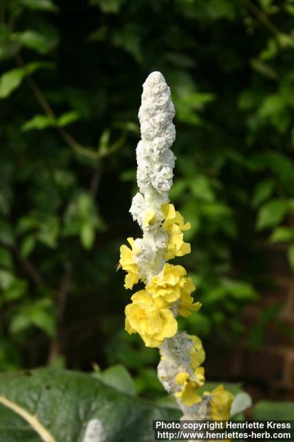 Photo: Verbascum bombyciferum 4.