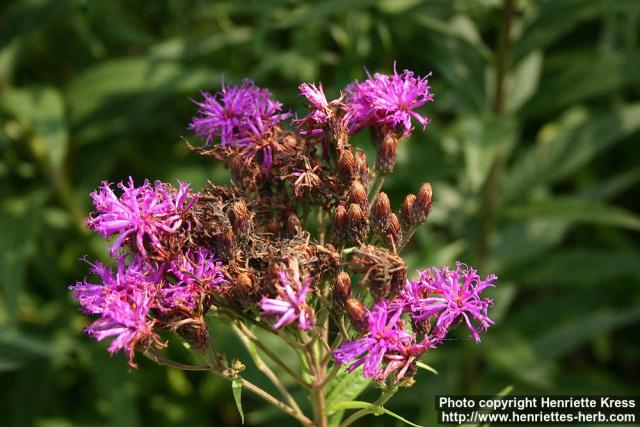 Photo: Vernonia fasciculata 1.