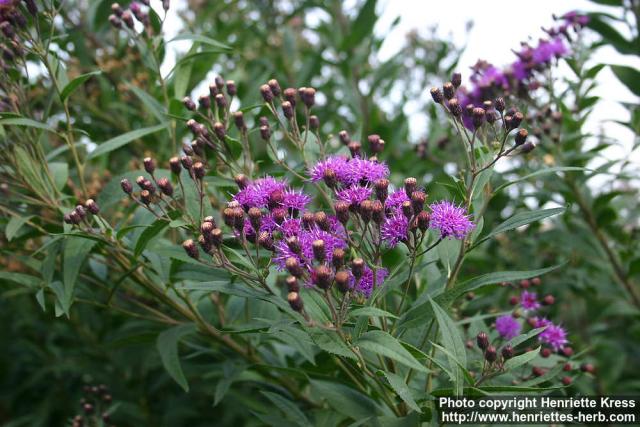 Photo: Vernonia baldwinii.