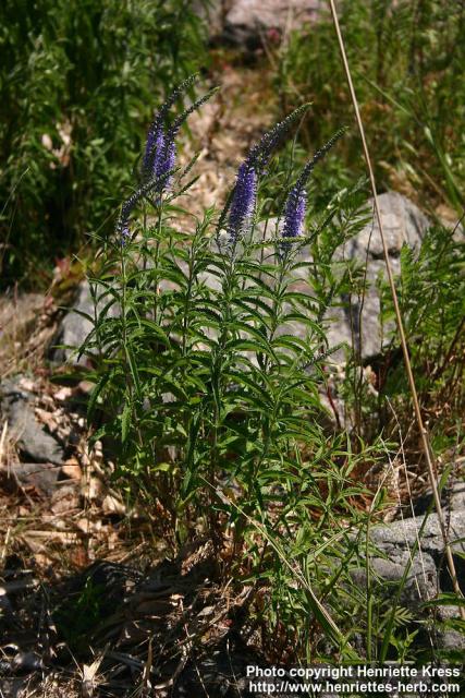 Photo: Veronica longifolia 4.