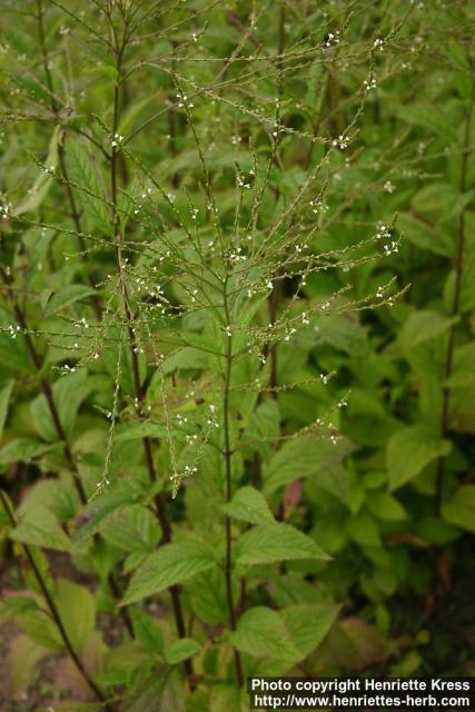 Photo: Verbena urticifolia.