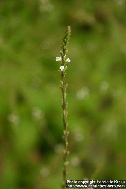 Photo: Verbena urticifolia 1.