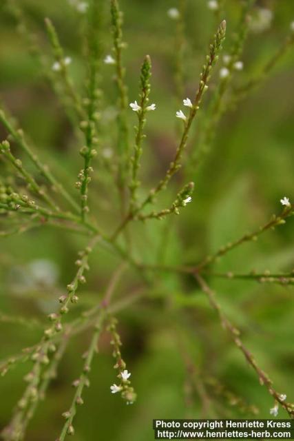 Photo: Verbena urticifolia 2.