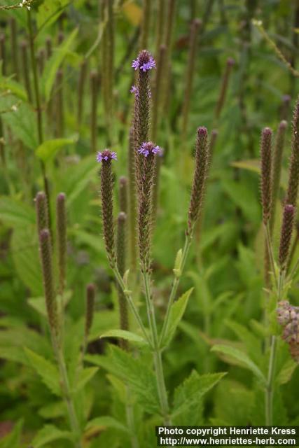 Photo: Verbena stricta 2.