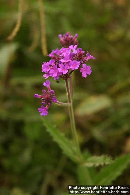 Photo: Verbena rigida 1.