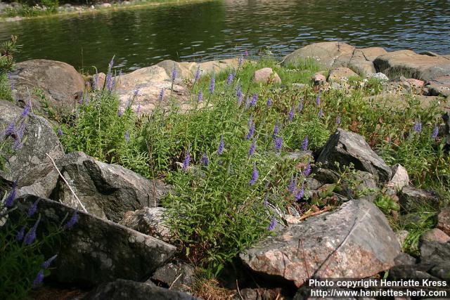 Photo: Veronica longifolia 5.