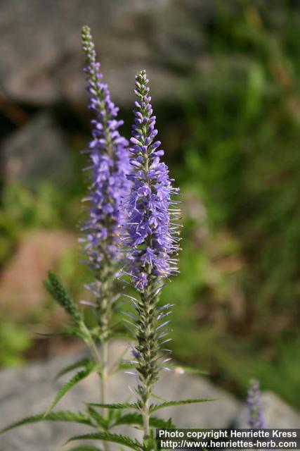 Photo: Veronica longifolia 7.