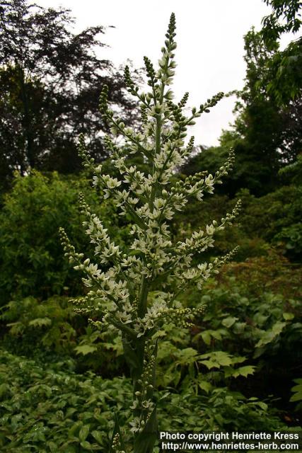 Photo: Veratrum californicum 2.