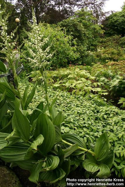 Photo: Veratrum californicum 3.