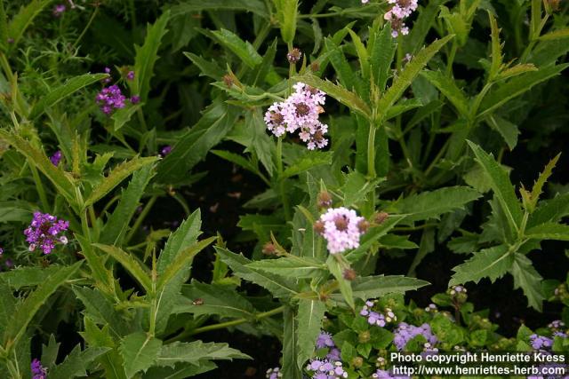 Photo: Verbena rigida 2.