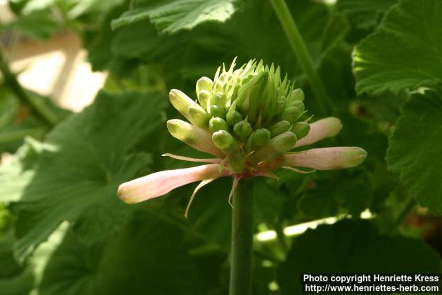 Photo: Veltheimia capensis 0.