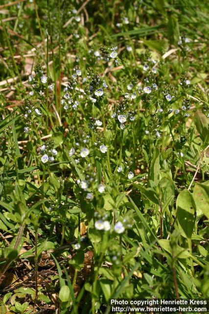 Photo: Veronica serpyllifolia.