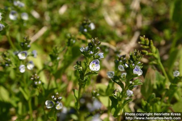 Photo: Veronica serpyllifolia 1.