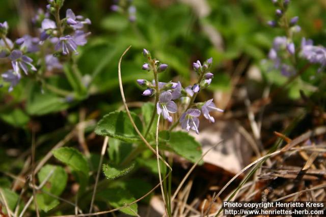 Photo: Veronica officinalis 08.