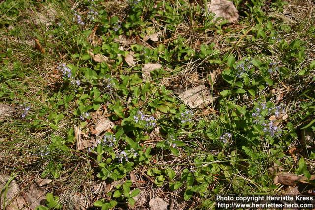 Photo: Veronica officinalis 09.