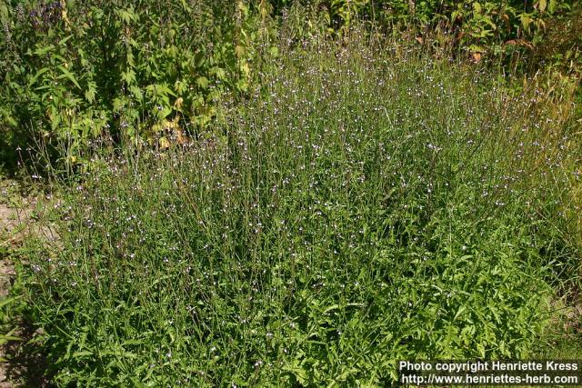 Photo: Verbena officinalis 4.